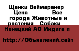 Щенки Веймаранер › Цена ­ 40 000 - Все города Животные и растения » Собаки   . Ненецкий АО,Индига п.